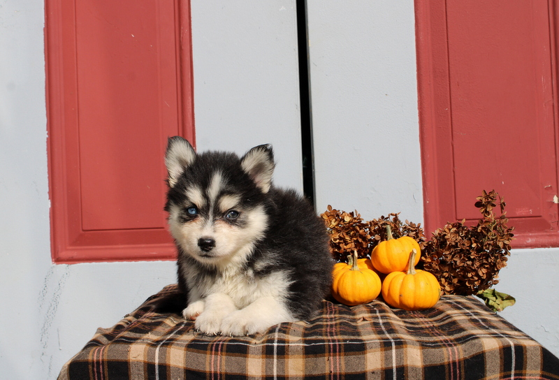 puppy, for, sale, Pomsky, Matthew B. Stoltzfus, dog, breeder, Gap, PA, dog-breeder, puppy-for-sale, forsale, nearby, find, puppyfind, locator, puppylocator, aca